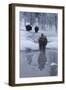 Bison Standing along a Stream in Winter-W. Perry Conway-Framed Photographic Print