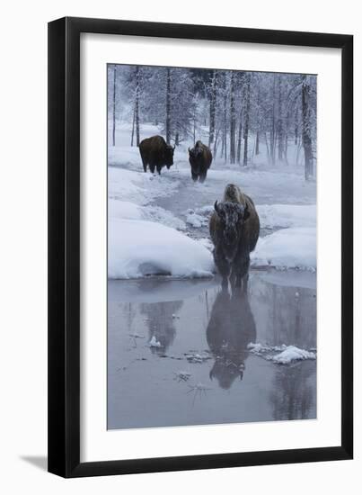 Bison Standing along a Stream in Winter-W. Perry Conway-Framed Photographic Print