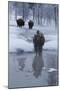 Bison Standing along a Stream in Winter-W. Perry Conway-Mounted Photographic Print