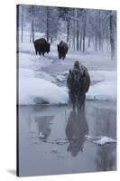 Bison Standing along a Stream in Winter-W. Perry Conway-Stretched Canvas