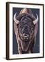 Bison Up Close-Lantern Press-Framed Art Print