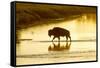 Bison Wildlife Crossing Little Missouri River, Theodore Roosevelt National Park, North Dakota, USA-Chuck Haney-Framed Stretched Canvas