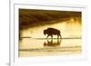 Bison Wildlife Crossing Little Missouri River, Theodore Roosevelt National Park, North Dakota, USA-Chuck Haney-Framed Photographic Print