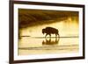 Bison Wildlife Crossing Little Missouri River, Theodore Roosevelt National Park, North Dakota, USA-Chuck Haney-Framed Photographic Print