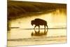 Bison Wildlife Crossing Little Missouri River, Theodore Roosevelt National Park, North Dakota, USA-Chuck Haney-Mounted Photographic Print