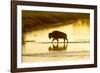 Bison Wildlife Crossing Little Missouri River, Theodore Roosevelt National Park, North Dakota, USA-Chuck Haney-Framed Photographic Print