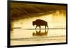 Bison Wildlife Crossing Little Missouri River, Theodore Roosevelt National Park, North Dakota, USA-Chuck Haney-Framed Photographic Print