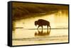 Bison Wildlife Crossing Little Missouri River, Theodore Roosevelt National Park, North Dakota, USA-Chuck Haney-Framed Stretched Canvas