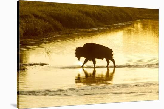 Bison Wildlife Crossing Little Missouri River, Theodore Roosevelt National Park, North Dakota, USA-Chuck Haney-Stretched Canvas