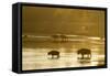 Bison Wildlife Crossing Little Missouri River, Theodore Roosevelt National Park, North Dakota, USA-Chuck Haney-Framed Stretched Canvas