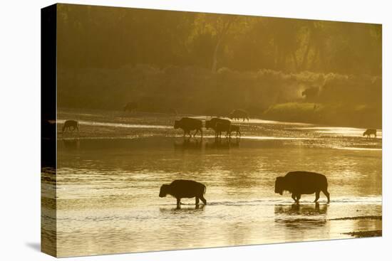 Bison Wildlife Crossing Little Missouri River, Theodore Roosevelt National Park, North Dakota, USA-Chuck Haney-Stretched Canvas