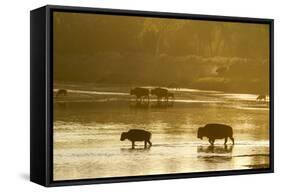 Bison Wildlife Crossing Little Missouri River, Theodore Roosevelt National Park, North Dakota, USA-Chuck Haney-Framed Stretched Canvas