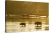 Bison Wildlife Crossing Little Missouri River, Theodore Roosevelt National Park, North Dakota, USA-Chuck Haney-Stretched Canvas