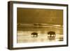 Bison Wildlife Crossing Little Missouri River, Theodore Roosevelt National Park, North Dakota, USA-Chuck Haney-Framed Photographic Print