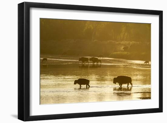 Bison Wildlife Crossing Little Missouri River, Theodore Roosevelt National Park, North Dakota, USA-Chuck Haney-Framed Photographic Print