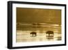 Bison Wildlife Crossing Little Missouri River, Theodore Roosevelt National Park, North Dakota, USA-Chuck Haney-Framed Photographic Print