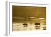 Bison Wildlife Crossing Little Missouri River, Theodore Roosevelt National Park, North Dakota, USA-Chuck Haney-Framed Photographic Print