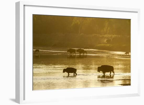 Bison Wildlife Crossing Little Missouri River, Theodore Roosevelt National Park, North Dakota, USA-Chuck Haney-Framed Photographic Print