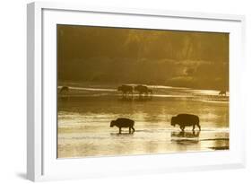 Bison Wildlife Crossing Little Missouri River, Theodore Roosevelt National Park, North Dakota, USA-Chuck Haney-Framed Photographic Print