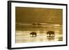 Bison Wildlife Crossing Little Missouri River, Theodore Roosevelt National Park, North Dakota, USA-Chuck Haney-Framed Photographic Print