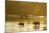 Bison Wildlife Crossing Little Missouri River, Theodore Roosevelt National Park, North Dakota, USA-Chuck Haney-Mounted Photographic Print