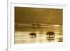 Bison Wildlife Crossing Little Missouri River, Theodore Roosevelt National Park, North Dakota, USA-Chuck Haney-Framed Photographic Print