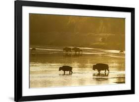 Bison Wildlife Crossing Little Missouri River, Theodore Roosevelt National Park, North Dakota, USA-Chuck Haney-Framed Photographic Print