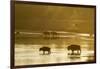 Bison Wildlife Crossing Little Missouri River, Theodore Roosevelt National Park, North Dakota, USA-Chuck Haney-Framed Photographic Print