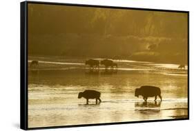 Bison Wildlife Crossing Little Missouri River, Theodore Roosevelt National Park, North Dakota, USA-Chuck Haney-Framed Stretched Canvas