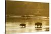 Bison Wildlife Crossing Little Missouri River, Theodore Roosevelt National Park, North Dakota, USA-Chuck Haney-Stretched Canvas