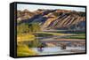 Bison Wildlife Crossing Little Missouri River, Theodore Roosevelt National Park, North Dakota, USA-Chuck Haney-Framed Stretched Canvas