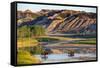 Bison Wildlife Crossing Little Missouri River, Theodore Roosevelt National Park, North Dakota, USA-Chuck Haney-Framed Stretched Canvas