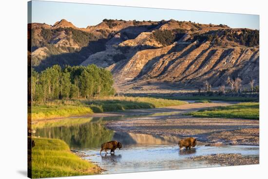Bison Wildlife Crossing Little Missouri River, Theodore Roosevelt National Park, North Dakota, USA-Chuck Haney-Stretched Canvas