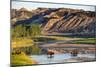 Bison Wildlife Crossing Little Missouri River, Theodore Roosevelt National Park, North Dakota, USA-Chuck Haney-Mounted Photographic Print