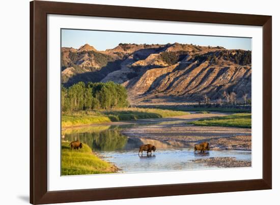 Bison Wildlife Crossing Little Missouri River, Theodore Roosevelt National Park, North Dakota, USA-Chuck Haney-Framed Photographic Print