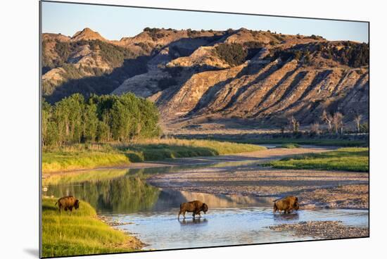 Bison Wildlife Crossing Little Missouri River, Theodore Roosevelt National Park, North Dakota, USA-Chuck Haney-Mounted Photographic Print