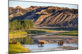 Bison Wildlife Crossing Little Missouri River, Theodore Roosevelt National Park, North Dakota, USA-Chuck Haney-Mounted Photographic Print