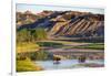 Bison Wildlife Crossing Little Missouri River, Theodore Roosevelt National Park, North Dakota, USA-Chuck Haney-Framed Photographic Print