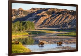 Bison Wildlife Crossing Little Missouri River, Theodore Roosevelt National Park, North Dakota, USA-Chuck Haney-Framed Photographic Print