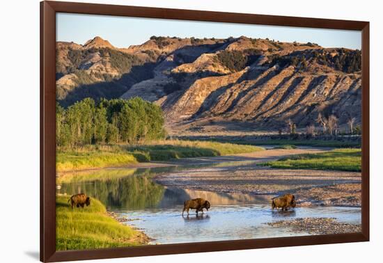 Bison Wildlife Crossing Little Missouri River, Theodore Roosevelt National Park, North Dakota, USA-Chuck Haney-Framed Photographic Print