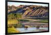 Bison Wildlife Crossing Little Missouri River, Theodore Roosevelt National Park, North Dakota, USA-Chuck Haney-Framed Photographic Print