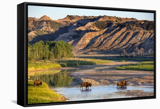 Bison Wildlife Crossing Little Missouri River, Theodore Roosevelt National Park, North Dakota, USA-Chuck Haney-Framed Stretched Canvas