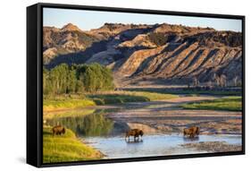 Bison Wildlife Crossing Little Missouri River, Theodore Roosevelt National Park, North Dakota, USA-Chuck Haney-Framed Stretched Canvas