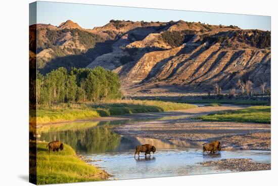 Bison Wildlife Crossing Little Missouri River, Theodore Roosevelt National Park, North Dakota, USA-Chuck Haney-Stretched Canvas