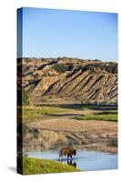 Bison Wildlife Crossing Little Missouri River, Theodore Roosevelt National Park, North Dakota, USA-Chuck Haney-Stretched Canvas