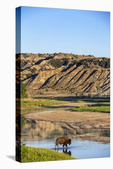 Bison Wildlife Crossing Little Missouri River, Theodore Roosevelt National Park, North Dakota, USA-Chuck Haney-Stretched Canvas