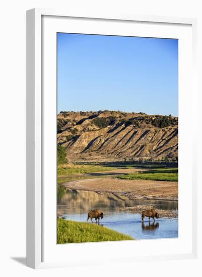 Bison Wildlife Crossing Little Missouri River, Theodore Roosevelt National Park, North Dakota, USA-Chuck Haney-Framed Photographic Print