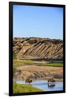 Bison Wildlife Crossing Little Missouri River, Theodore Roosevelt National Park, North Dakota, USA-Chuck Haney-Framed Photographic Print