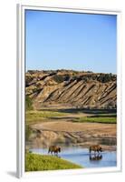 Bison Wildlife Crossing Little Missouri River, Theodore Roosevelt National Park, North Dakota, USA-Chuck Haney-Framed Premium Photographic Print