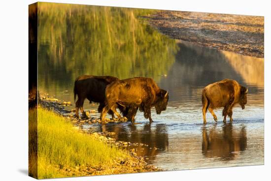 Bison Wildlife Crossing Little Missouri River, Theodore Roosevelt National Park, North Dakota, USA-Chuck Haney-Stretched Canvas